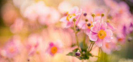 schön wild Blumen lila wild Blumen- Garten im Morgen Dunst im Natur Nahansicht Makro. Landschaft breit Format, Landschaft Banner wie künstlerisch Bild. entspannend, romantisch Blühen Blumen, Liebe Romantik foto