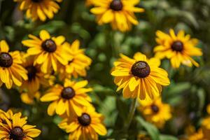 zart Sommer- Blumen Hintergrund. natürlich Licht und Sanft Blühen Gelb Blumen. Natur Konzept foto