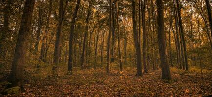 Herrlich Herbst Panorama von ein sonnig Wald. Herbst Landschaft im Panorama Format ein Wald im beschwingt warm Farben mit Sonne leuchtenden durch das Blätter. tolle Herbst Natur foto