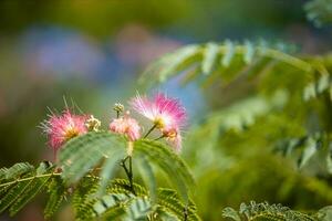 Samanea Saman Blume, persisch Seide Baum , Mimose, Rosa blüht foto