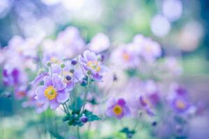 Frühling Wald Landschaft lila Blumen Primeln auf ein schön verschwommen Hintergrund Makro. Blumen- Natur Hintergrund, Sommer- Frühling Hintergrund. still Natur Nahaufnahme, romantisch Liebe Blumen foto