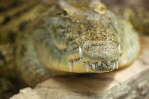 ein klein Krokodil mit ein geschlossen Mund., Scharf Riese Zähne. Krokodil beim das Zoo, Nahansicht Tier Porträt foto