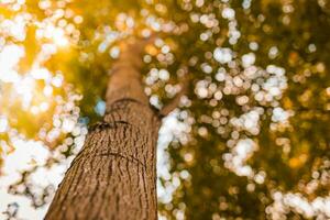 Baum bellen. verträumt Herbst Wald Natur, Nahansicht von Baum Kofferraum mit verschwommen Blätter und Himmel. schön fallen Blätter Bäume foto