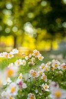Frühling Wald Landschaft lila Blumen Primeln auf ein schön verschwommen Hintergrund Makro. Blumen- Natur Hintergrund, Sommer- Frühling Hintergrund. still Natur Nahaufnahme, romantisch Liebe Blumen foto