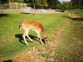 weibliches Damwild im Nationalpark der Abruzzen foto