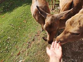 weibliches Damwild im Nationalpark der Abruzzen foto