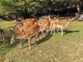 weibliches Damwild im Nationalpark der Abruzzen foto