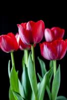 rote Tulpen mit Wassertropfen im Frühjahr foto