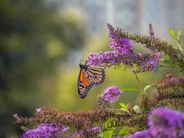 Monarchfalter, Danaus Plexippus, foto