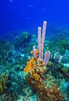 karibischer korallengarten vor der küste der insel roatan foto