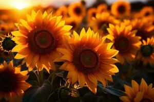 ai generiert Sonnenblumen aalen im Morgen Sonne, Sonnenaufgang und Sonnenuntergang Hintergrund foto