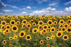 Sonnenblumen-Ackerland mit blau bewölktem Himmel