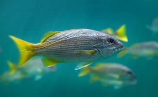 lebende Lutjanus Madras oder indische Schnapperfische schwimmen. foto