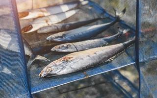 getrockneter gesalzener Fisch durch Sonnentrocknung. foto