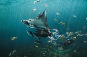 Live-Adlerrochen und kleine Fische schwimmen im Aquarium. foto