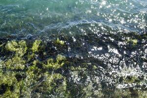 Seetang auf das Strand. Meer Wellen waschen Algen auf Felsen. foto