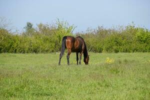 Pferde grasen im das Weide. Koppel Pferde auf ein Pferd Bauernhof. Gehen Pferde foto