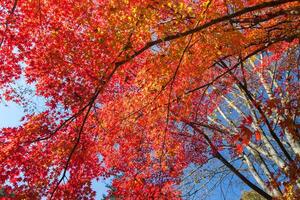 bunt von Baum im Herbst Jahreszeit foto