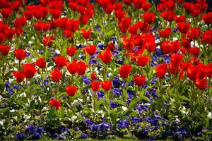 Nahansicht und selektiv Fokus Schuss von Tulpe Blume Bett foto