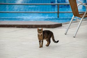 Tabby Katze in der Nähe von das Schwimmbad. foto