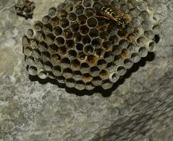 Vespiarium. Wespen Polist. das Nest von ein Familie von Wespen welche ist genommen ein Nahansicht. foto