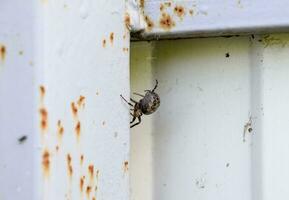 weiblich Spinne von das Querstück webt das Netz. Spinne auf das Zaun. foto