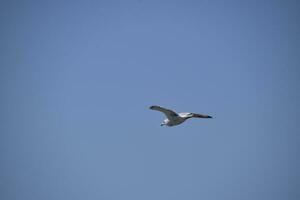 Möwe fliegend im das Blau Himmel. Meer Vogel. foto