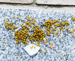 jung Spinnen, ausgebrütet von Eier im das Nest. Kolonie von Neugeborene foto