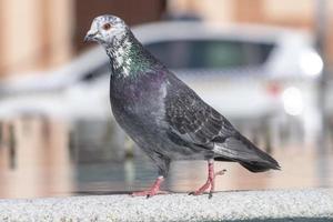 neugierige Taube auf einem Brunnen foto