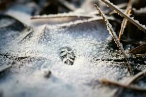 ai generiert Winter Tierwelt Spuren - - generativ ai foto