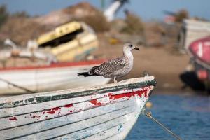 verankertes Boot mit Möwe. foto