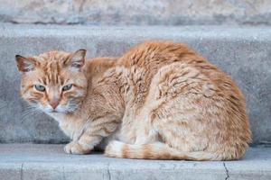 orange Katze auf der Straße foto