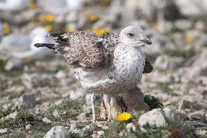 junge Möwen in der Nähe der Klippen foto