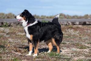 Hund am Strand foto