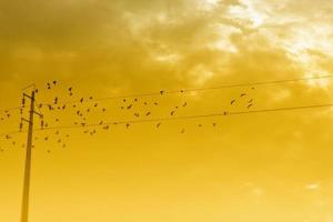 Vögel auf einer Stromleitung foto