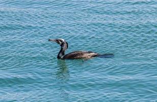 europäischer shag vogel foto