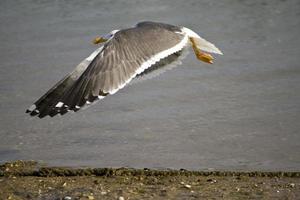 Möwenflug in Ufernähe foto