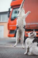 Gruppe von Niedlich, munter Kätzchen Lauf um und abspielen mit jeder andere. das Niedlichkeit von vierbeinig Babys. ein Familie von Katzen. jung Töchter spielen zusammen foto