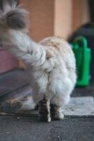 Hintern von ein süß aber mürrisch vierbeinig Kreatur bekannt wie ein Haus Katze Gehen auf das Fensterbrett foto