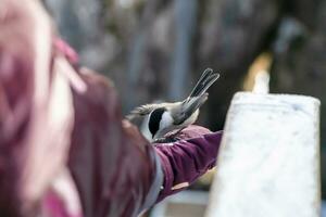 im das Wald, das Vogel nimmt das Saat von seine Hand. Fütterung Vögel im Winter. Kleiber, Meise, Meise foto