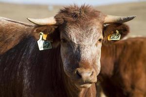 braune Kühe auf trockenem Land foto