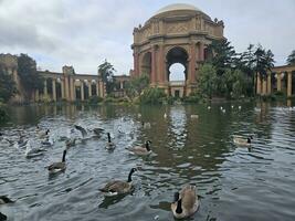 Enten Schwimmen im das Teich im Vorderseite von das Palast von fein Kunst im san Francisco Kalifornien foto