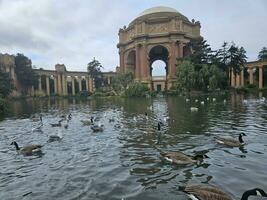 Enten Schwimmen im das Teich im Vorderseite von das Palast von fein Kunst im san Francisco Kalifornien foto