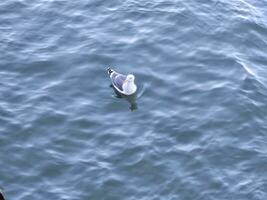 ein Möwe Herstellung Welle Wellen wann ziehen um im das Bucht Wasser in der Nähe von golden Tor Brücke san Francisco Kalifornien foto