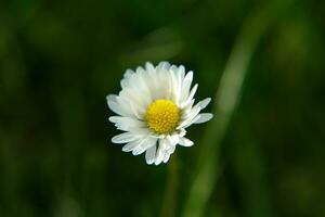 absolut schön Gänseblümchen Blume Blühen im das Park während Sonnenlicht von Sommer- Tag foto