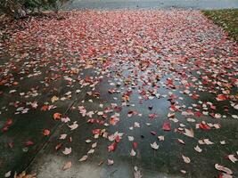 rot Blätter fallen von ein Ahorn Baum im das Jahreszeit von fallen wie Laub beginnt zu gestalten Stadt Farben im Nussbaum Bach Kalifornien foto