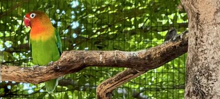 Lovebirds sind thront auf ein Baum Ast. diese Vogel welche ist benutzt wie ein Symbol von wahr Liebe hat das wissenschaftlich Name agapornis Fischeri foto