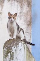 Großstadtkatze Nahaufnahme foto