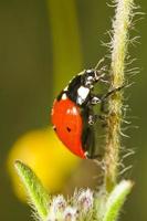 schönes Marienkäfer-Insekt foto