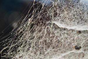 Spinnennetz am Morgen foto